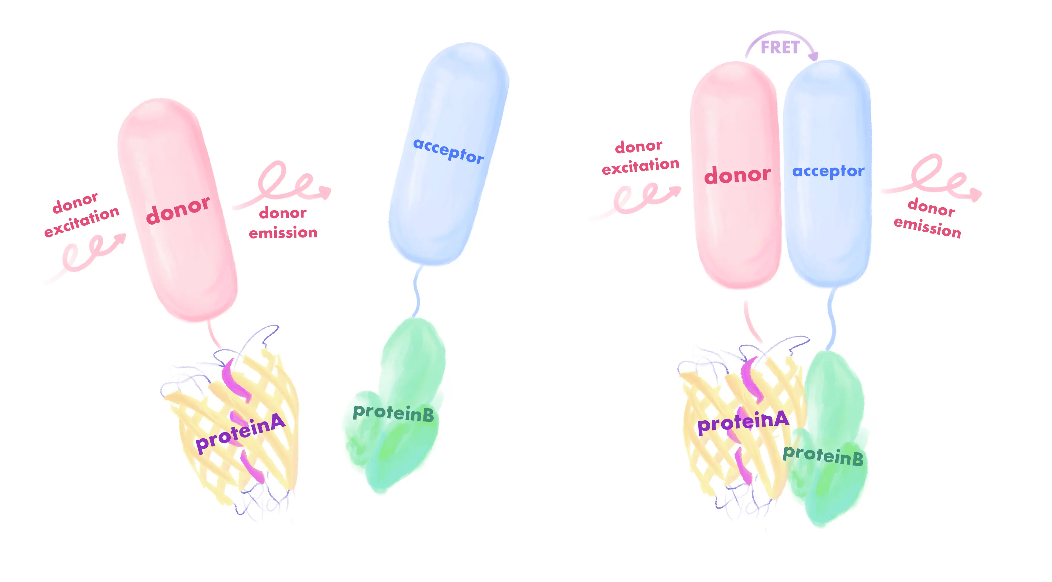 The FRET mechanism