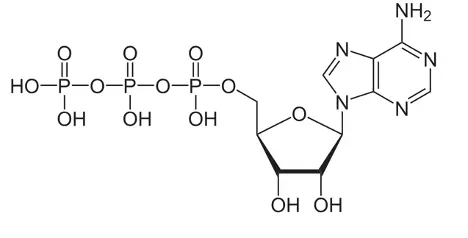 Adenosine triphosphate (ATP)