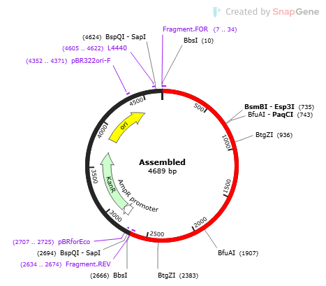 Plasmid Construction