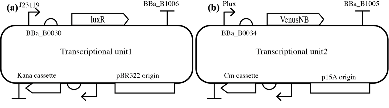 Plasmid diagram